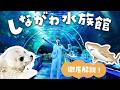 行く前に見て!しながわ水族館が100倍楽しくなる徹底解説ツアー