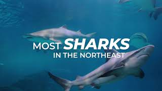 More Fins Equal More Fun!