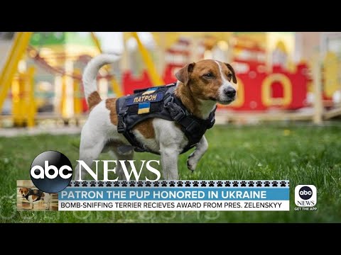 Video: Senátor a služební pes