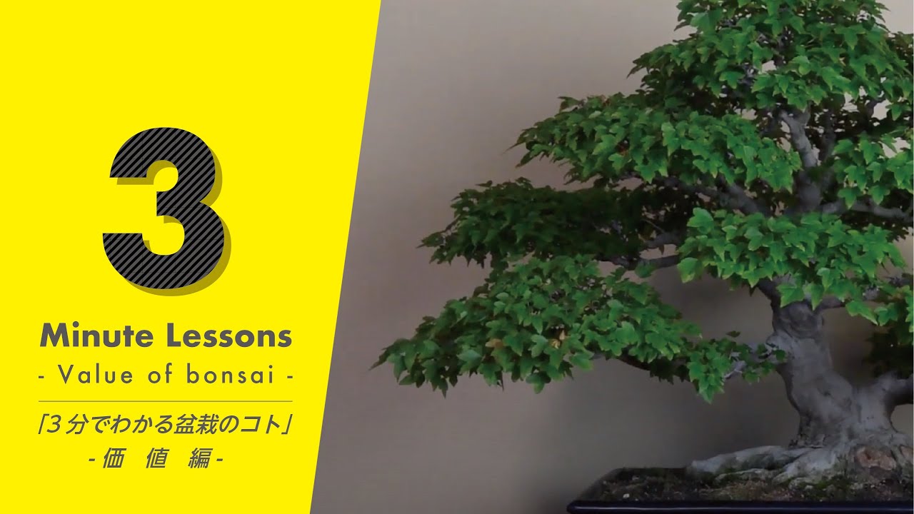 3分で分かる盆栽のコト - 価値編 - 』3 minutes Lessons - Value of