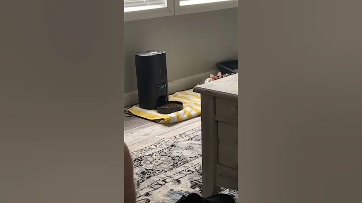 Watch the video about Kitten loudly meows while enjoying its kibble