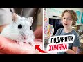 VLOG: Илье ПОДАРИЛИ ХОМЯКА! Что с ним ДЕЛАТЬ?