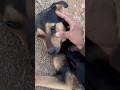 Feeding hungry dogs #ytshorts #viral #streetdog #new #love #dog