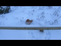 Senni teacup pomeranian playing in the snow, 10 January, 2016.