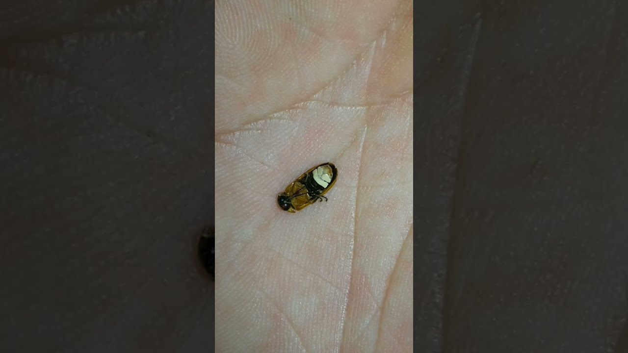 Amazing to see Fireflies glowing at 