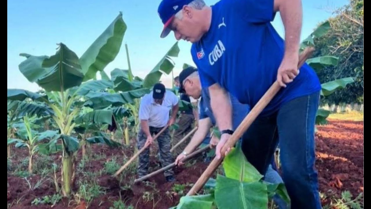 americateve | Producción agropecuaria en Cuba cayó un 35% de 2019 a 2023