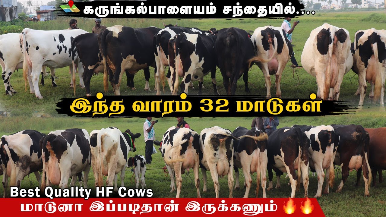 முதல் தர 32 HF மாடுகள் கருங்கல்பாளையம் சந்தையில் |கறவைக்கேற்ற தரமான மாடுகள் 
