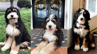 Bernedoodle | Funny and Cute dog video compilation in 2022.