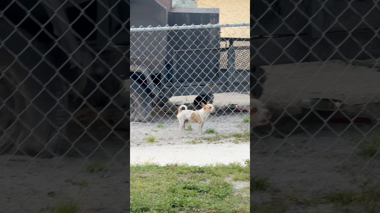 Almost Got Lost In Tampa Florida #foryourpage #travel #shorts