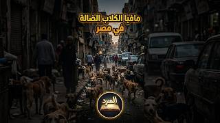 الحقيقة الصادمة خلف أزمة الكلاب الضالة