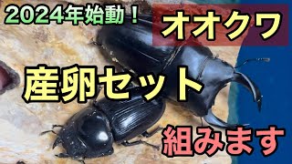 【オオクワガタ】基本的な産卵セットの組み方