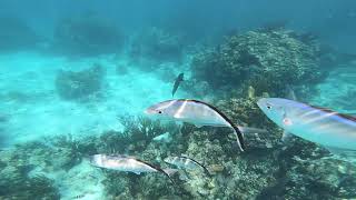 2023.05 Barracuda (Video #2) & fish at Aquarium Reef, Grand Cayman