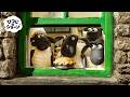 ひつじたちといちばんたのしいぼうけんのじゅんびはできた?🐑😉🥧✨| ひつじのショーン 公式チャン