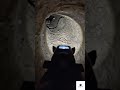 We Strapped a Camera to a Kangaroo Rat Raw Underground Footage #pov #wildlife #microcamera