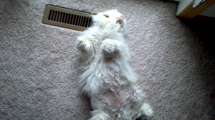 Watch the video about Persian Cat