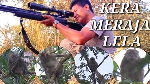 🔴NYANGGONG MONYET..‼️YANG MERESAHKAN WARGA// Monkeys are troubling residents