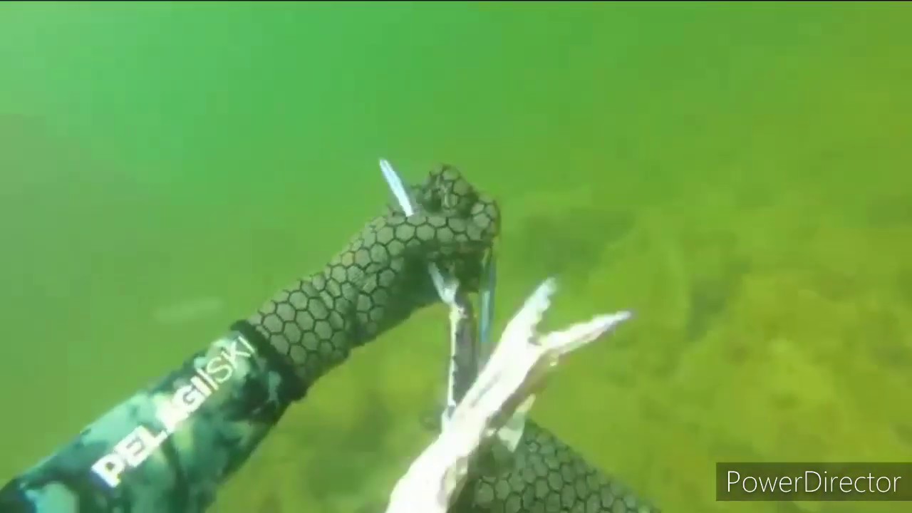 Spearfishing [Perth] Cuttlefish/Snook/Crab EP4 YouTube