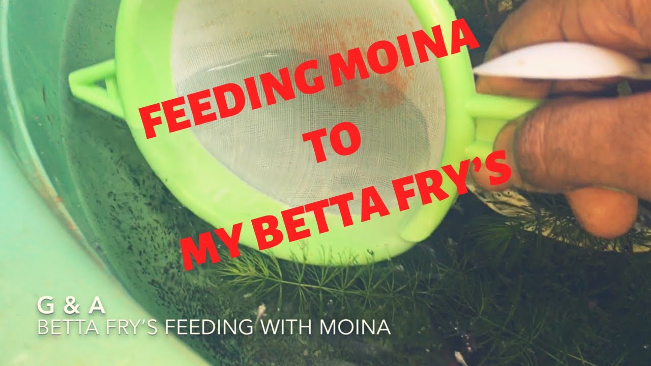 How To Feed Moina To Betta Fry s Feeding Moina To My Betta Fry s how-to-feed-moina-to-betta-fry-s-feeding-moina-to-my-betta-fry-s