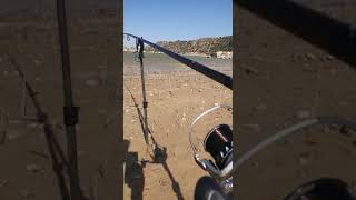 picada carpfishing pesca deportiva Rio EBRO