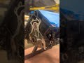 SUBSCRIBE to watch us build this twin turbo Camaro!