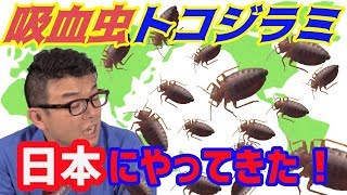 【トコジラミ駆除】南京虫大発生！海外からやってくる。駆除の仕方をお教えします！