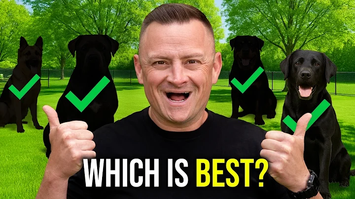 Top 3 Dog Breeds | Which Is BEST For You?! thumbnail