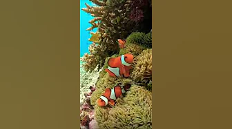 Clownfish in Nature