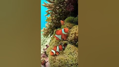 Thumbnail of Clownfish in Nature