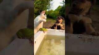 Angry Cat Video Dog Video Frog Life