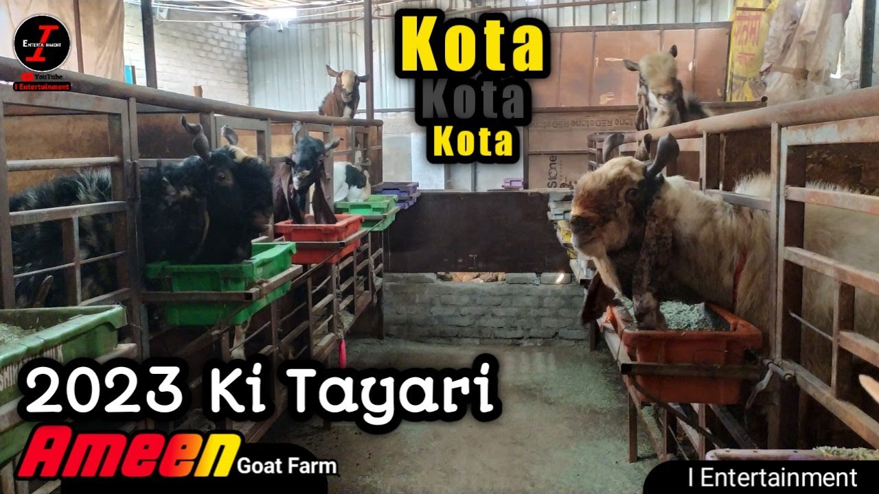2023 Ki Tayari Wale Kota Bakre Ameen Goat Farm Pune YouTube 2023-ki-tayari-wale-kota-bakre-ameen-goat-farm-pune-youtube
