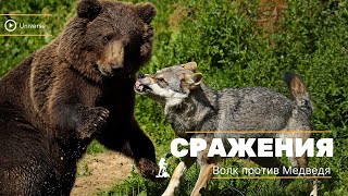 Nat Geo Wild. Волк против Медведя. Wolf against the Bear HD