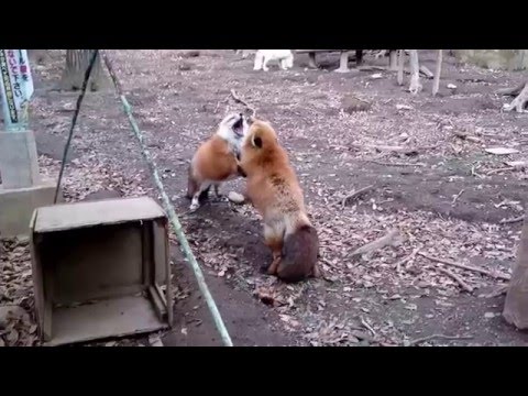 foxes-gekkering