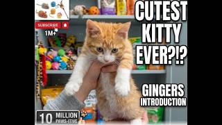 Ginger's First Appearance!!! #adorable #kitten