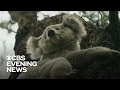 Australia races to protect koala population ahead of wildfire season