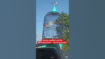 SOGON GACOR MATERI BELALANG EMAS - PELATUK SAMPIT ❗️❗️ #sogokontongjuara #sogongacordor #sogonisian