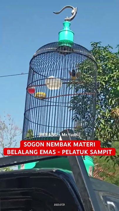 SOGON GACOR MATERI BELALANG EMAS - PELATUK SAMPIT ❗️❗️ #sogokontongjuara #sogongacordor #sogonisian