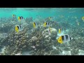 Snorkeling à Tahaa en Polynésie