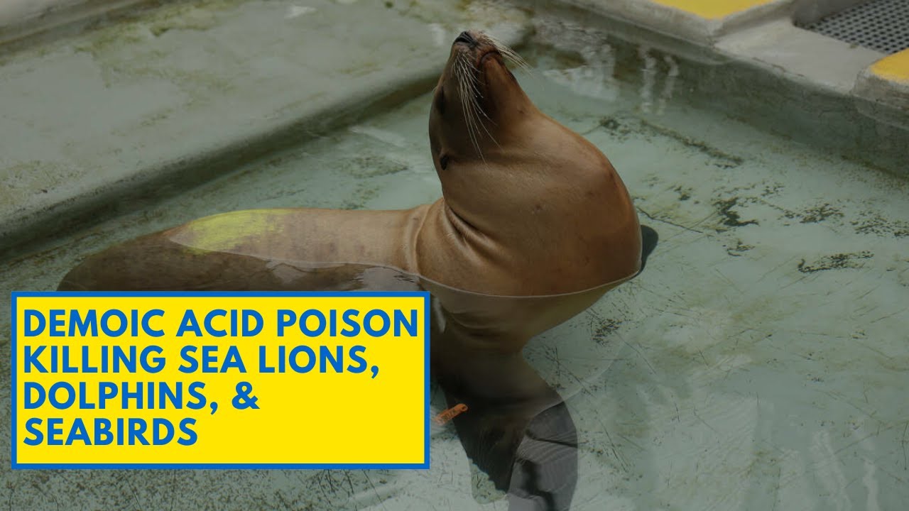 Deadly Algae Blooms Are Killing Sea Lions and Birds in California
