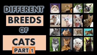 Different Breeds of Cats l Part 1 l Types of Cat Breeds l Kinds of Cat Breeds l Cute Cat Breeds