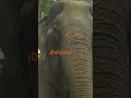 #shorts Alimentando elefantes rescatados 🐘