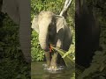 #shorts Alimentando elefantes rescatados 🐘