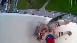 Video of a cat rescue from a building ledge in Singapore becomes internet sensation Video of a cat rescue from a building ledge in Singapore becomes internet sensation