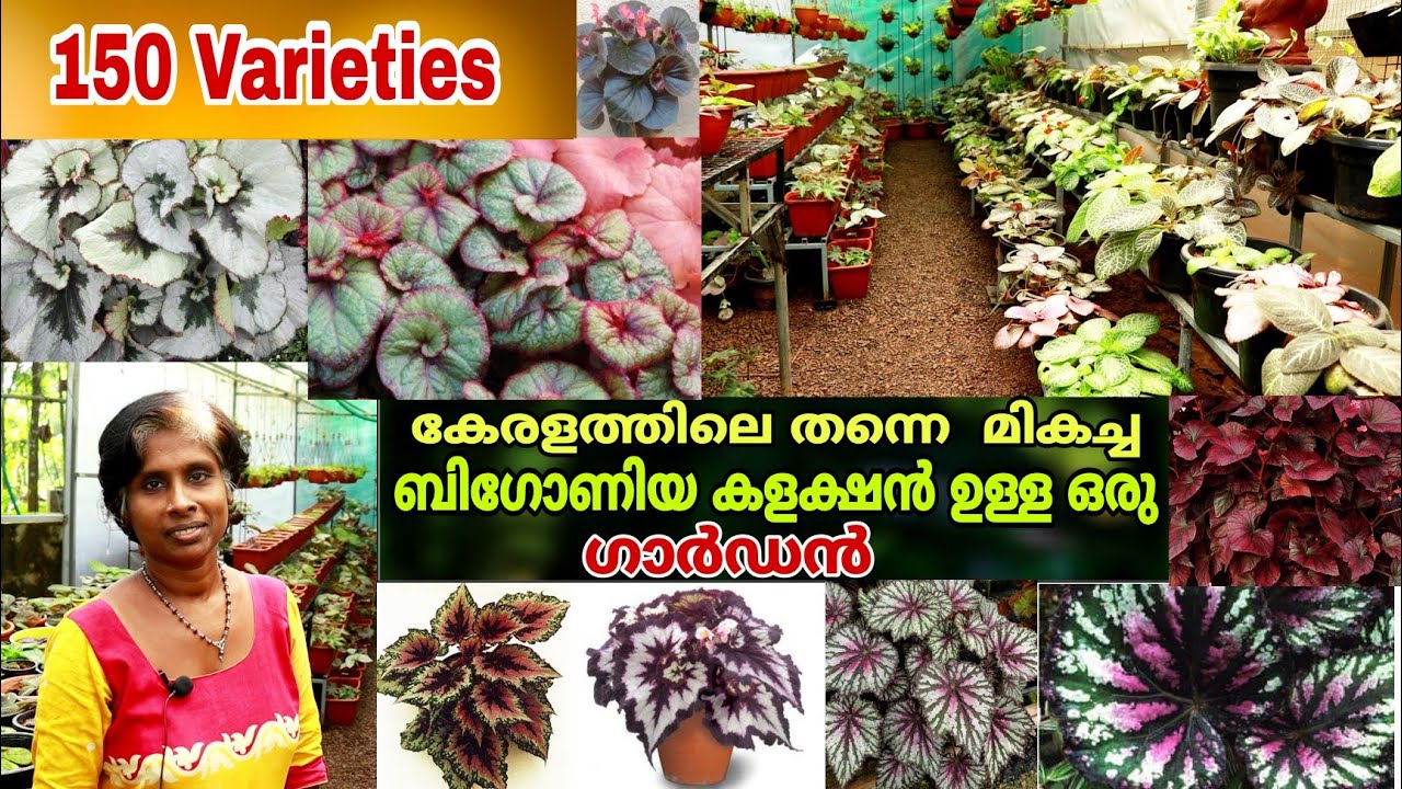 150-ൽ പരം ബിഗോണിയ കളക്ഷൻ ഉള്ള ഷീബ ചേച്ചിയുടെ ഗാർഡൻ || Bigonia Varieties || Part 2 || Farm stories