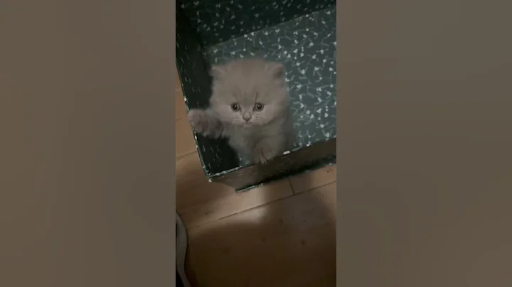 Watch the video about British longhair lila #cutekittenvideos #kitten #cat #foryou #britishlonghair #inlove #bkhkitten