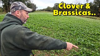 видео: Обновления осеннего продовольственного участка Clover & Brassica с профессиональным сотрудником Ф... картинка: Обновления осеннего продовольственного участка Clover & Brassica с профессиональным сотрудником Ф...