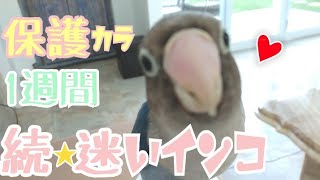 【迷いインコの保護 part 2】保護したボタンインコさんのその後！1週間経過