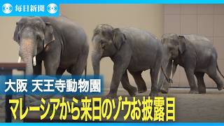 マレーシアから来日のゾウ　天王寺動物園でお披露目