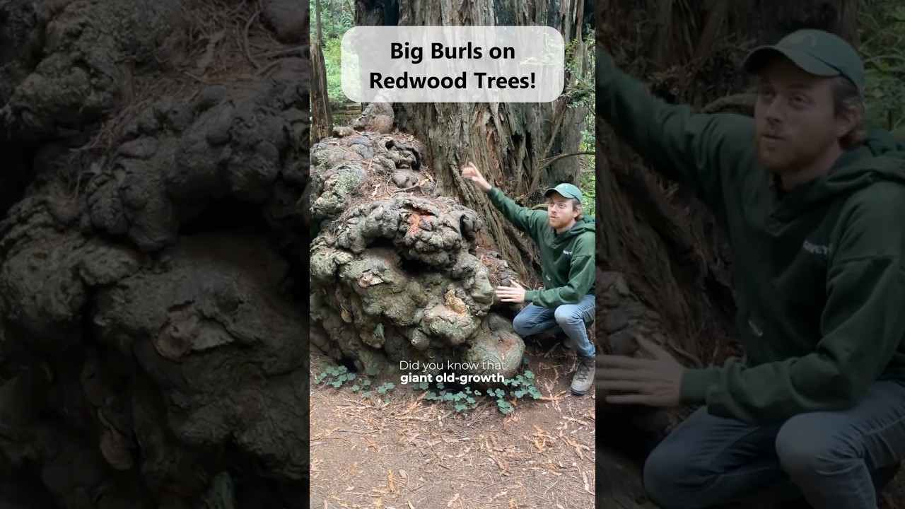 Big Burls can Save Ancient Redwood Trees! #redwoods #trees