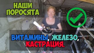 ВИТАМИНЫ и ЖЕЛЕЗО для поросят. Ветеринарные препараты.