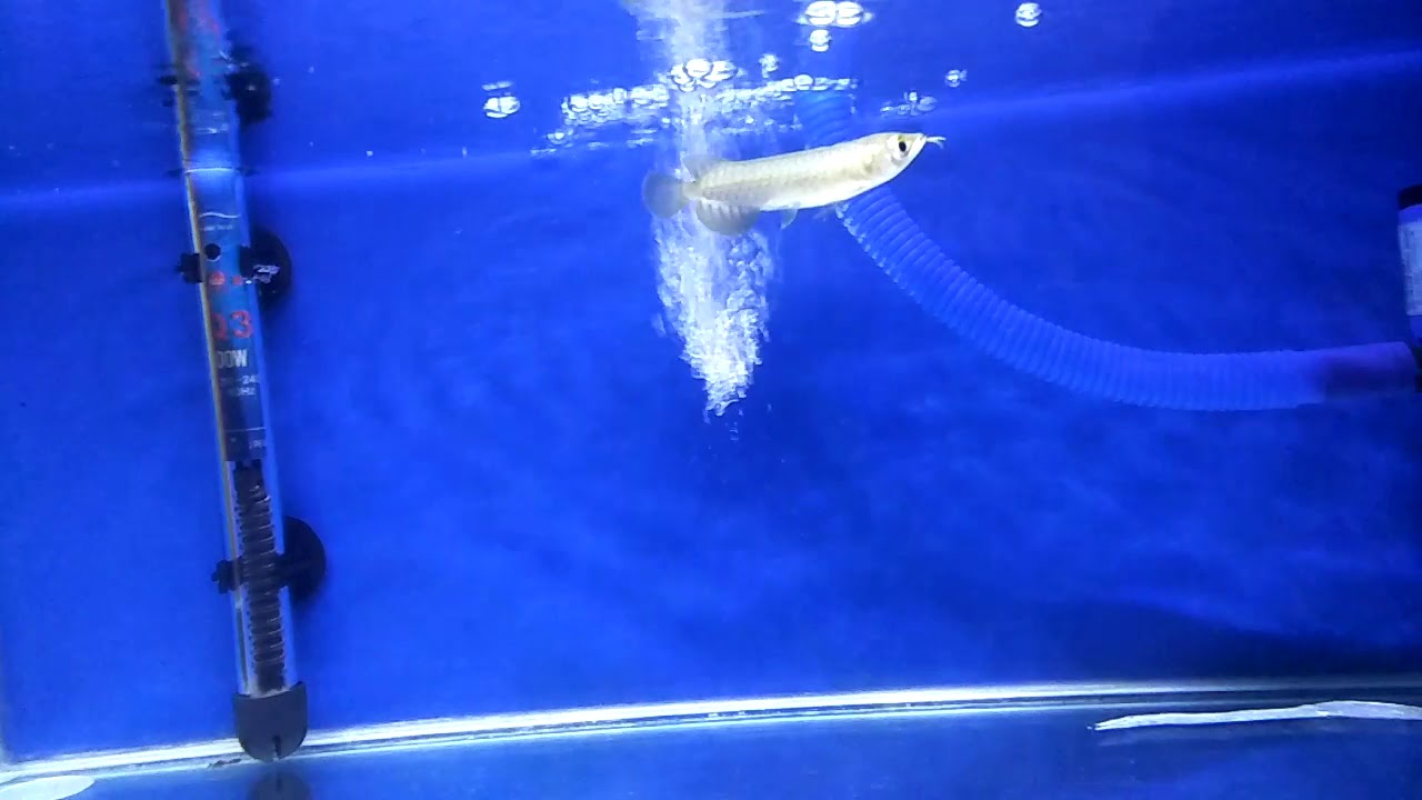 Cara Memberi Pakan Baby Arwana SR ±10cm 